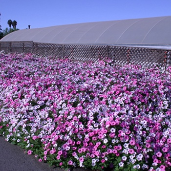 Petunia hybrid 'Supertunia ® Vista Silverberry' - Petunia