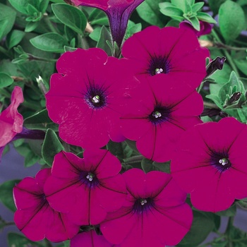 Petunia hybrid - Supertunia® Mini Purple
