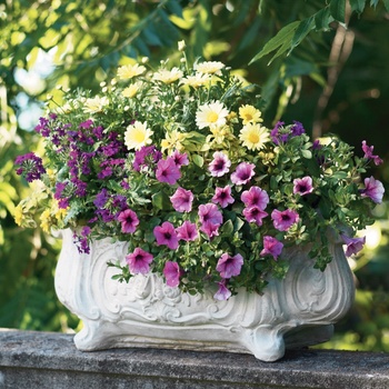 Petunia hybrid - Supertunia® Mini Rose Veined