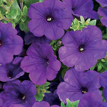 Petunia hybrid - Supertunia® Royal Velvet™