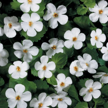 Sutera 'Bacopa' - Snowstorm® Giant Snowflake