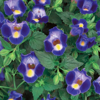 Torenia 'Wishbone Flower' - Midnight Blue