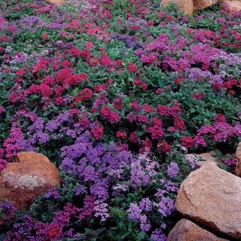 Verbena hybrid - Purple