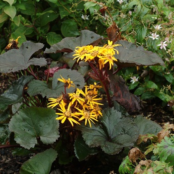 Ligularia dentata 'Britt Marie Crawford' - Bigleaf Goldenray