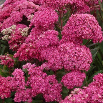 Sedum 'Mr Goodbud' - Mr Goodbud Sedum