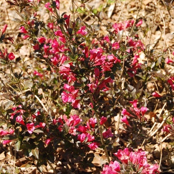 Weigela florida 'Tango' - Weigela florida 'Tango'