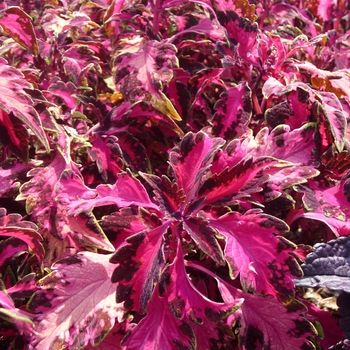 Solenostemon scutalleriodes 'Carnival' - Coleus 'Carnival'