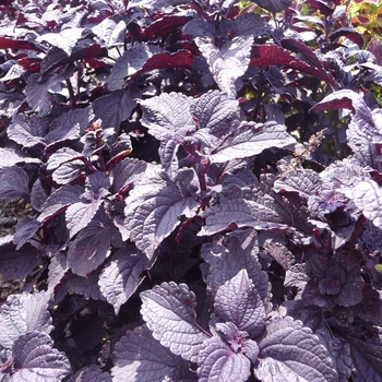 Solenostemon scutellarioides 'Coleus' - ColorBlaze™ Dark Star