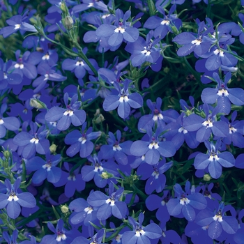 Lobelia erinus 'Laguna Dark Blue' - Laguna® Dark Blue