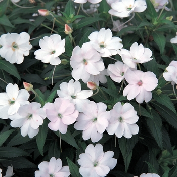 IMPATIENS for the SUN - SunPatiens® Vigorous White