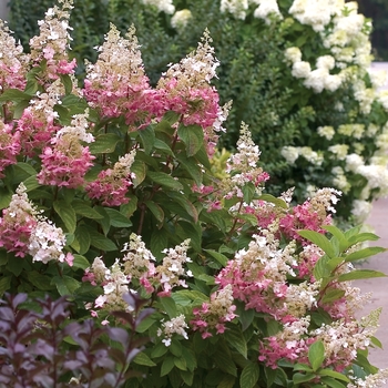 Hydrangea paniculata 'Pinky Winky™' - Hydrangea