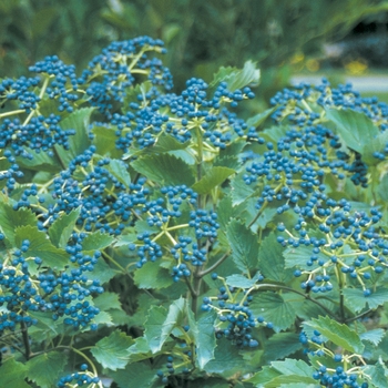 Viburnum dentatum 'Blue Muffin' - Arrowwood Viburnum