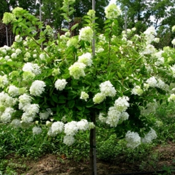 Hydrangea paniculata ''Grandiflora'' - Pee Gee Hydrangea