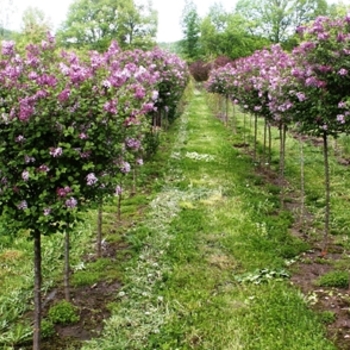 Syringa meyeri ''Paliban'' - Dwarf Korean Lilac