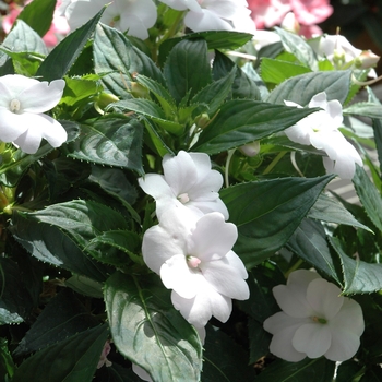 Impatiens 'White' - SunPatiens® Compact White