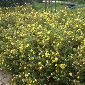 Potentilla fruticosa 'Goldfinger' - Shrubby Cinquefoil