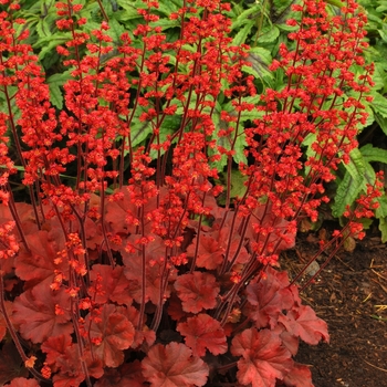 Heuchera 'Cherry Cola' - Coral Bells