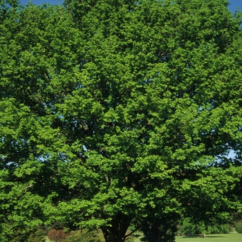 Acer saccharum - Sugar Maple