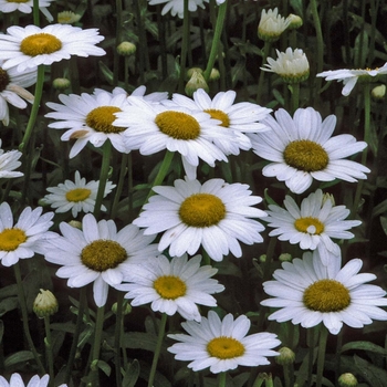 Leucanthemum superbum 'Becky' - Shasta Daisy Becky