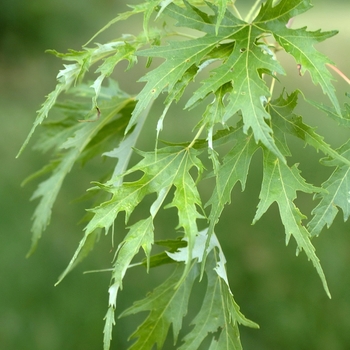 Acer saccharinum 'Silver Queen' - Silver Queen Silver Maple