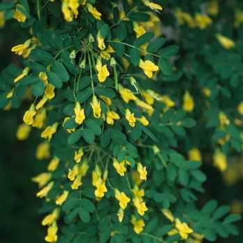 Caragana arborescens pendula - Weeping peashrub