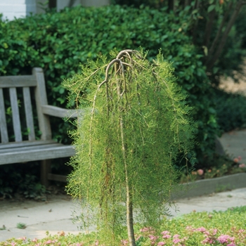 Caragana arborescens pendula 'Walker' - Walker Weeping Peashrub