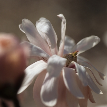 Magnolia kobus var. stellata 'Kikuzaki' - Kikuzaki Magnolia