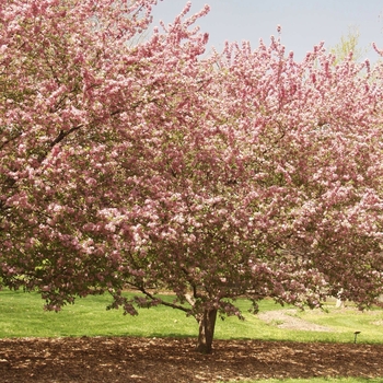 Malus 'Adams' - Adams Crabapple