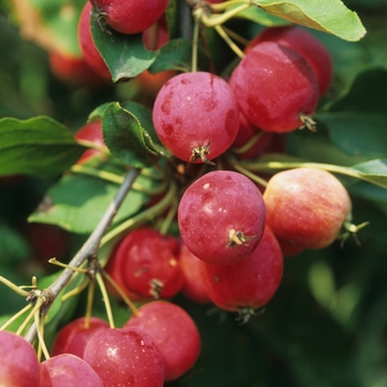 Malus 'Dolgo' - Dolgo Crabapple