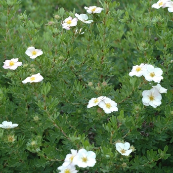 Potentilla fruticosa 'Pink Beauty' - Potentilla