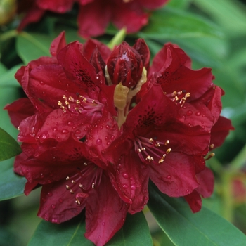 Azalea exbury 'Golden Lights' - Deciduous Azalea