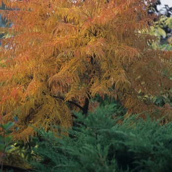 Rhus typhina 'Lacinata' - Cutleaf staghorn sumac