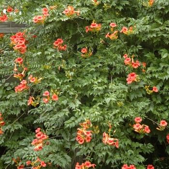 Campsis radicans - Trumpet Creeper