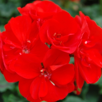 Pelargonium x hortorum 'Tango Dark Red' - Zonal Geranium