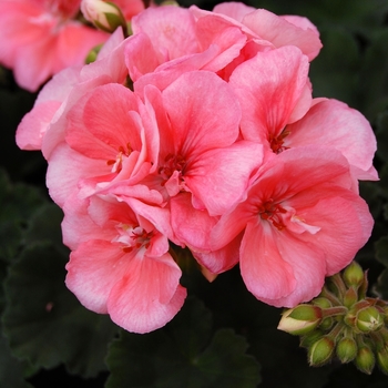 Pelargonium x hortorum 'Tango™ Salmon' - Zonal Geranium