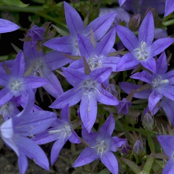 Campanula poscharskyana 'Blue Waterfall ™' - Blue Waterfall™Bellflower