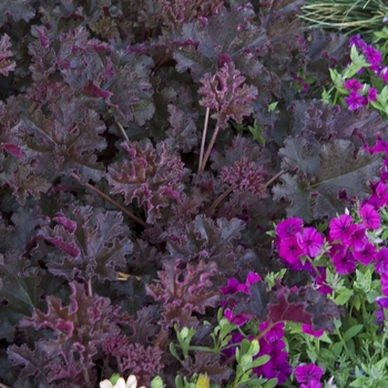 Heuchera 'Crimson Curls' - Coral Bells