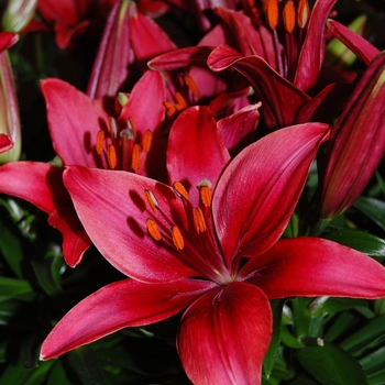 Lily asiaticum 'Tiny Ghost' - Lily asiatcum