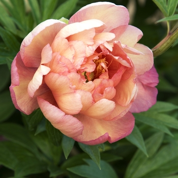 Paeonia 'Julia Rose' - Peony