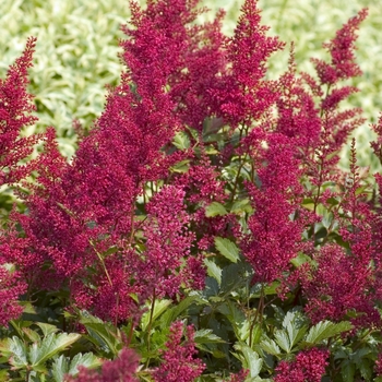 Astilbe japonica 'Red Sentinel' - False Spirea