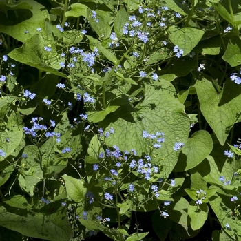 Brunnera macrophylla - Siberian Bugloss