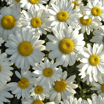 Leucanthemum superbum ''Snowcap'' - Shasta Daisy Snowcap