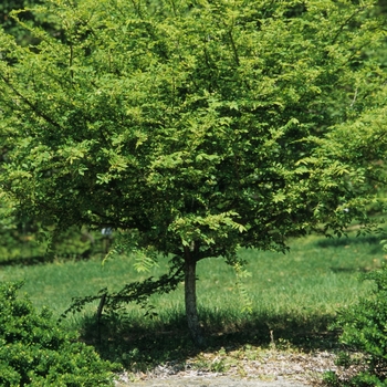 Euonymus alatus - Winged Burning Bush