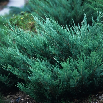 Juniperus horizontalis 'Hughes' - Juniper