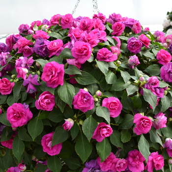 Double Impatiens Fiesta Purple - Fiesta Ole' Purple Double Impatiens