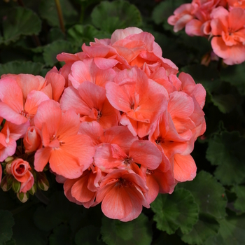 Pelargonium x hortorum 'Fantasia Salmon' - Fantasia® Salmon Geranium