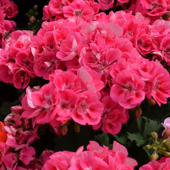 Pelargonium x hortorum 'Presto Pink Eye' - Presto Pink Eye Geranium