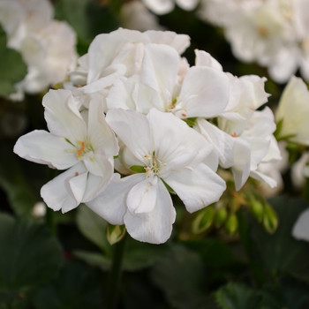 Pelargonium x hortorum 'Presto White' - Presto White Geranium