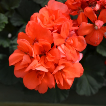 Pelargonium x hortorum 'Presto Dark Salmon' - Presto™ Geranium