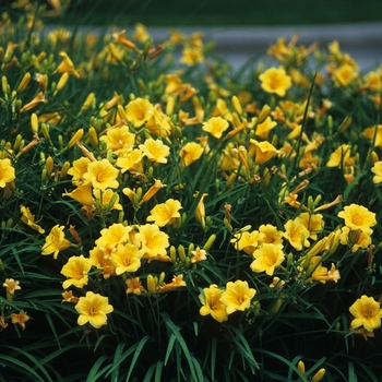 Hemerocallis 'Stella d' Oro' - Daylily